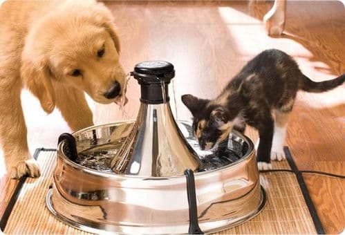 狗狗喝糖水，健康风险大！