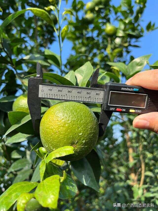 硝酸铵钙的使用方法，有多少种植人会用？