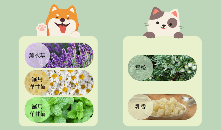 狗狗猫咪专用精油的选择与安全使用