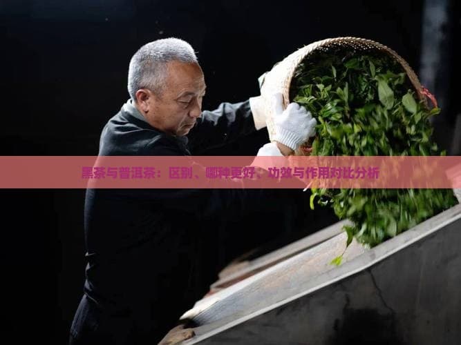 黑茶与普洱茶：区别、哪种更好、功效与作用对比分析