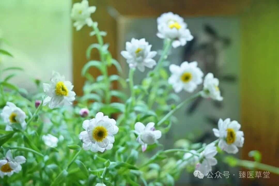 中医针灸正骨调形方法举隅