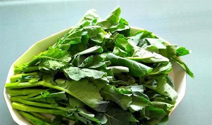 油菜和青菜是不同的菜系吗？（探寻油菜和青菜的区别）