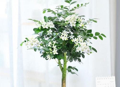九里香果实有毒吗