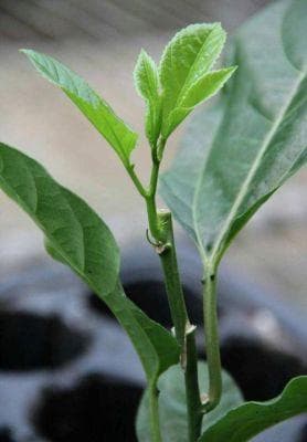 百香果种植全攻略：从育苗到病虫害防治