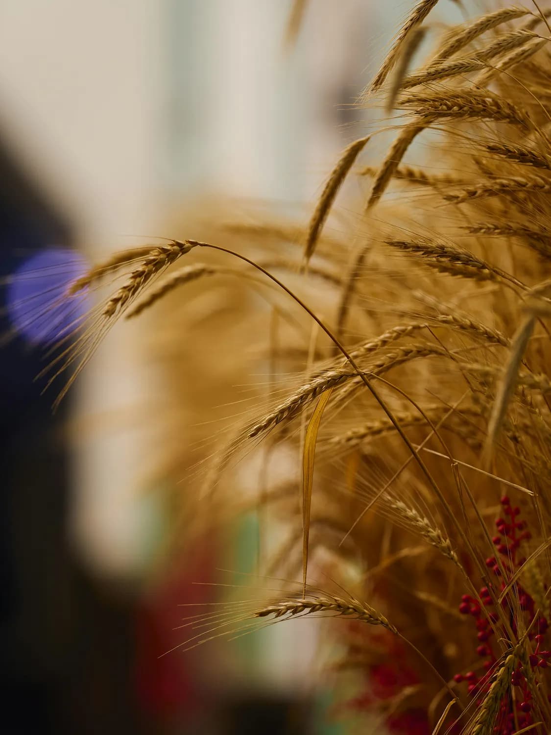 《我的世界》鹦鹉最爱的小麦种子哪里找？5个实用技巧手把手教你轻松获取！
