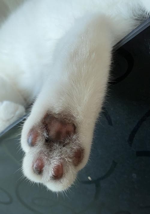 猫咪肉垫的构造、功能和维护方法解析