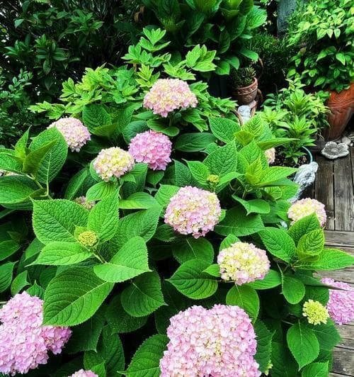 无尽夏一年开几次花的秘密（探究无尽夏的开花规律，了解其生长习性与适应环境）