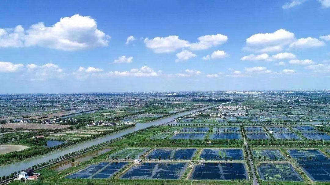 “蟹经济”如何破陈出新？昆山巴城镇培育“源头好蟹”“爬”出富民路