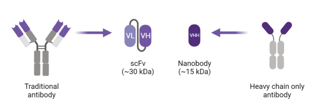 纳米抗体（Nanobody）：小巧身姿蕴藏巨大力量，开辟生物医药新时代