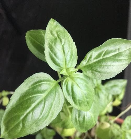 草本植物：从定义到应用的全面探索