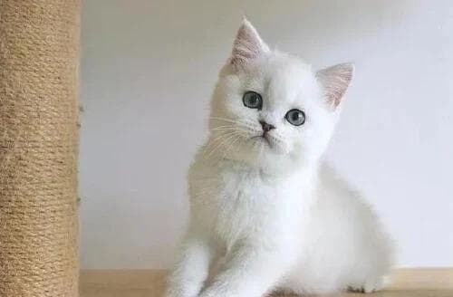 猫咪的年龄如何看？了解每个年龄段的特征，轻松估算猫咪的年龄