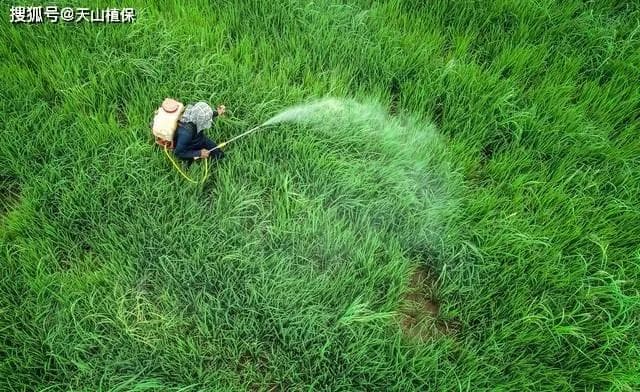 荒山开地用什么除草剂
