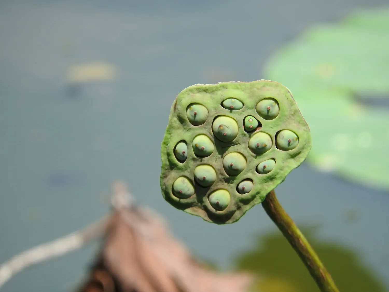 莲子药膳助你告别失眠困扰