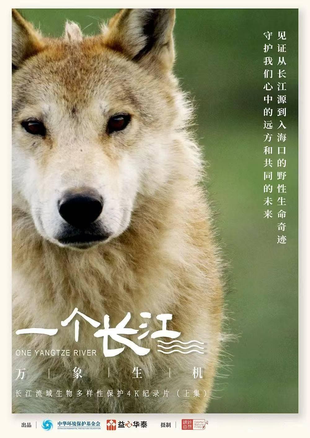 华泰证券“一个长江”项目落地条子泥，守护勺嘴鹬迁徙之路