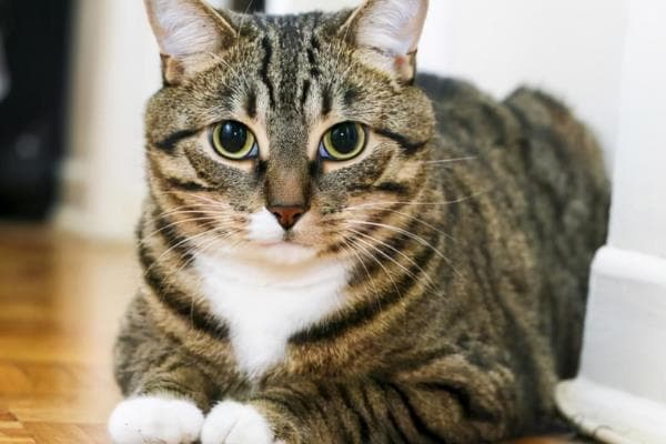 猫科动物的种类：从家猫到狮子、老虎的详细介绍