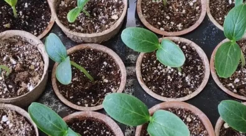 种子催芽有哪些方法？哪种催芽方式最有效？