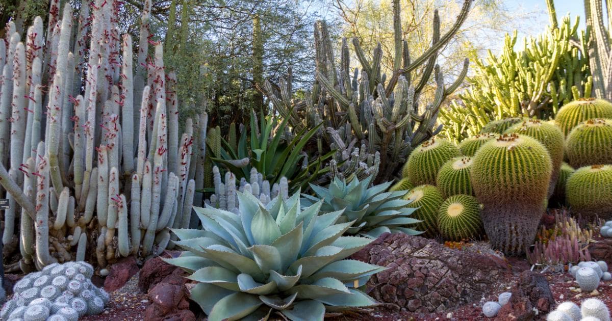 濒临灭绝的植物：原因、威胁和保护