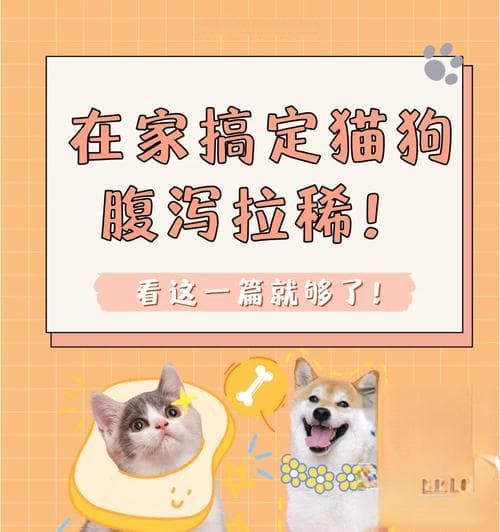 狗狗拉肚子的原因及治疗护理方法（从饮食原因到紧急处理，教你正确处理狗狗腹泻问题）
