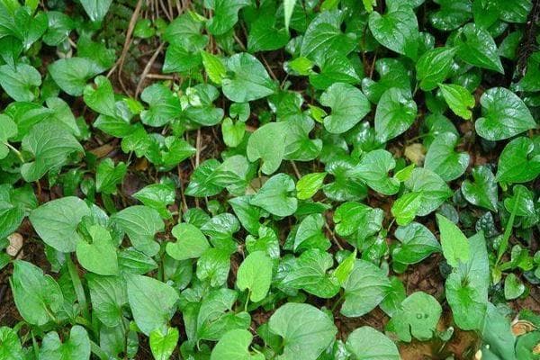 鱼腥草什么时候种植最好？