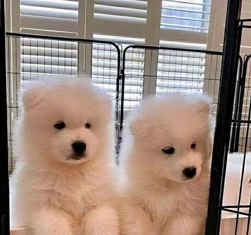 如何选购健康的狗狗？教你15招轻松选对正规犬舍