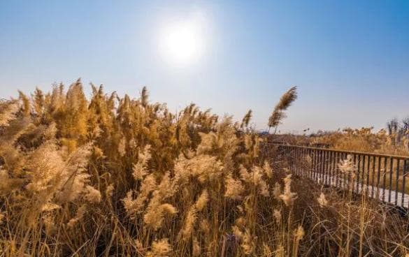 节气话廉：芒种篇——芒而不茫，慎独慎初