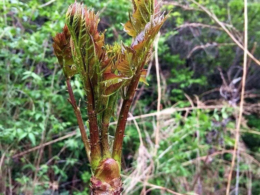 农村4种树芽野菜，春季吃正合适，第1种常年出口国外，最后1种含钙很高