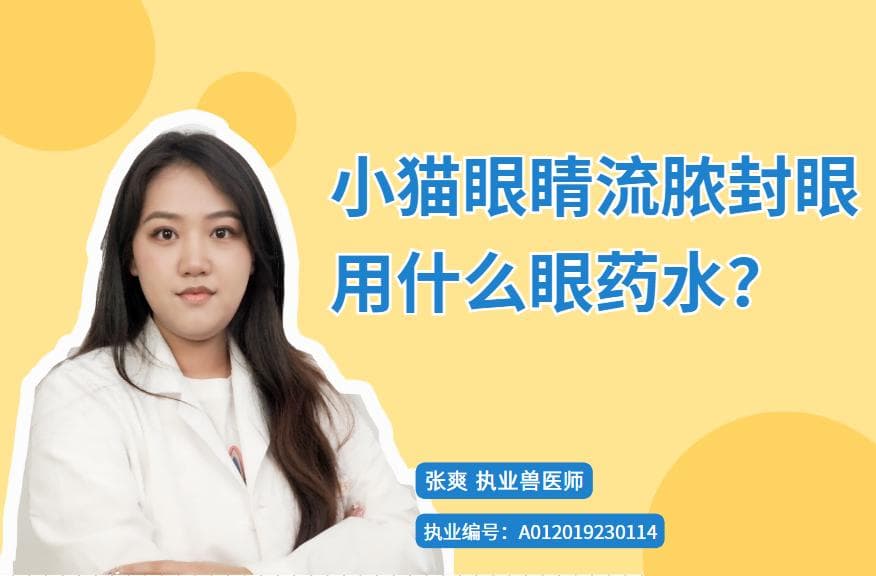 小猫眼睛流脓怎么办？这份宠物眼药水使用指南请收好