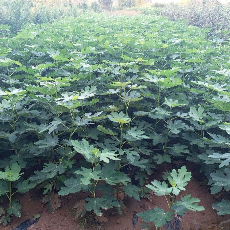 无花果树的栽培与管理指南