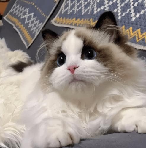 猫咪弓形虫防治宝典：从预防到治疗，一站式解决方案