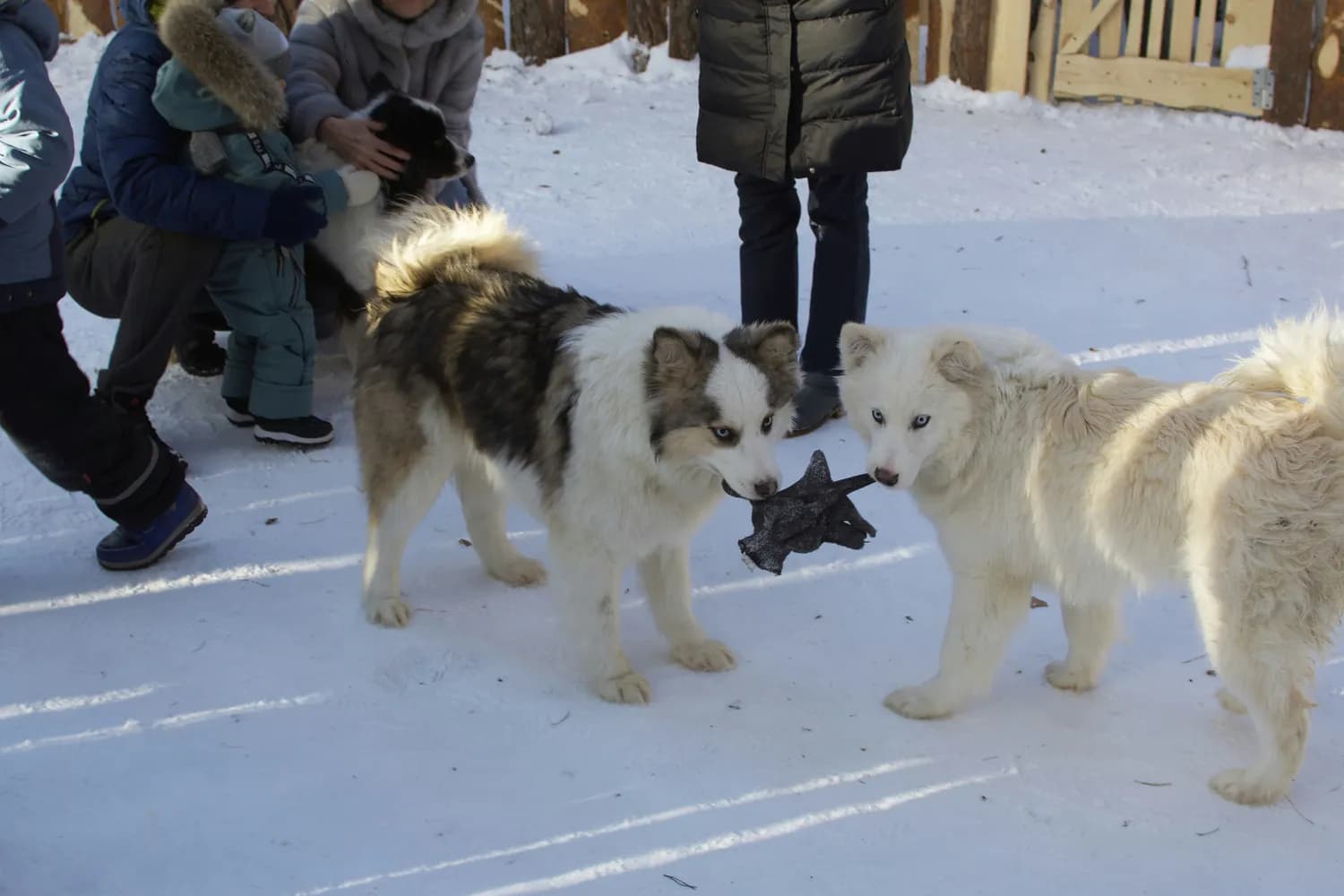 阿拉斯加幼犬健康管理全攻略：从饮食到训练的全方位指南