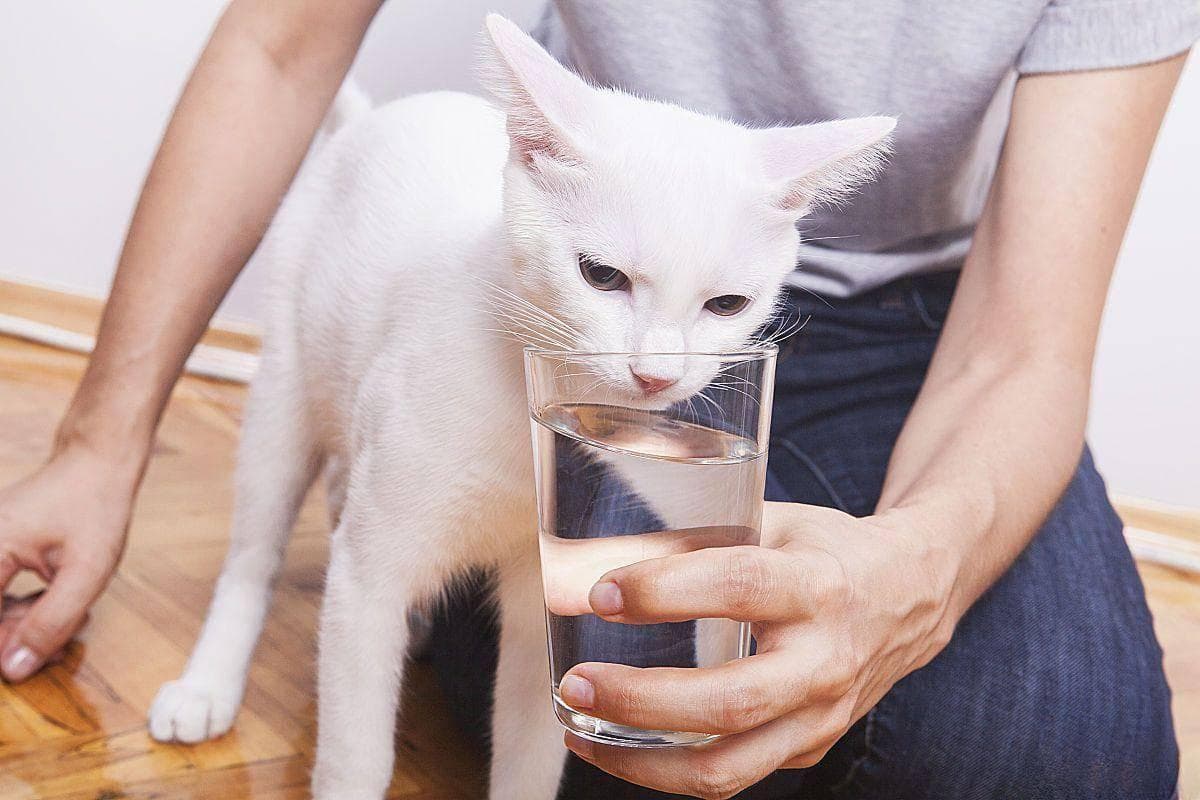 猫咪饮水全攻略：不同水源的选择与注意事项