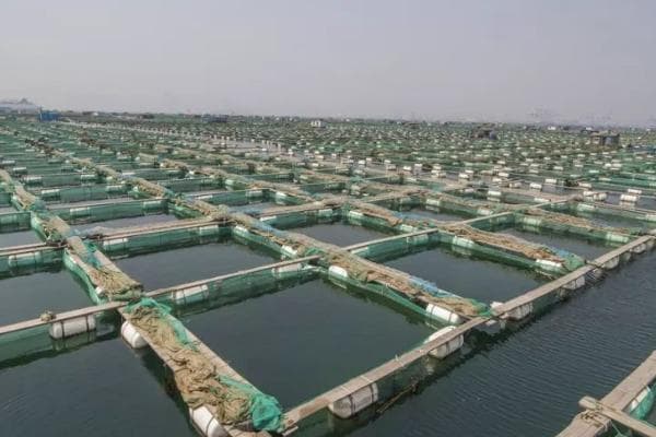 网箱养海参的利润（网箱养海参的注意事项）