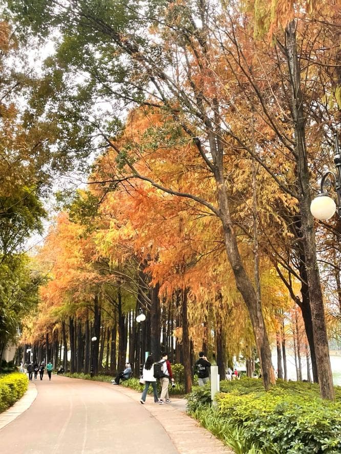 深圳十大落羽杉观赏地全攻略：从洪湖到莲花山，冬日限定美景不容错过！