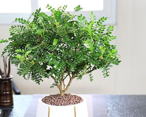 清香木的养护与使用（了解清香木的毒性及正确使用方法）
