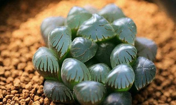 冰灯玉露养殖方法与风水摆放指南