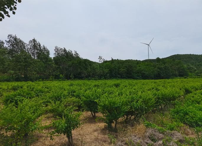 夏季“第一花”——金银花