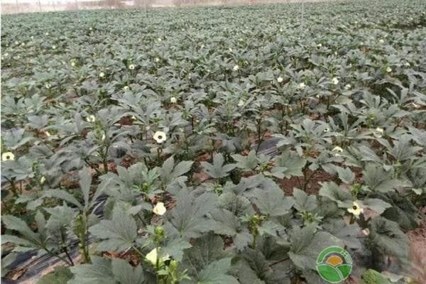 秋葵种植技术与管理方法
