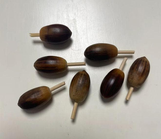 这野果像个陀螺，俗称“橡实”，富含淀粉，曾是饥年救命粮！