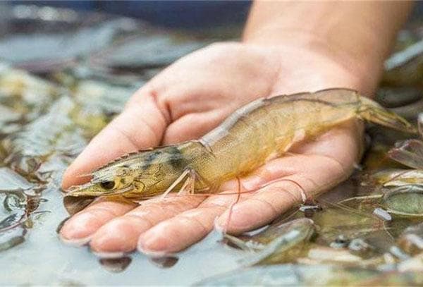 工厂化循环水养殖南美白对虾技术分享