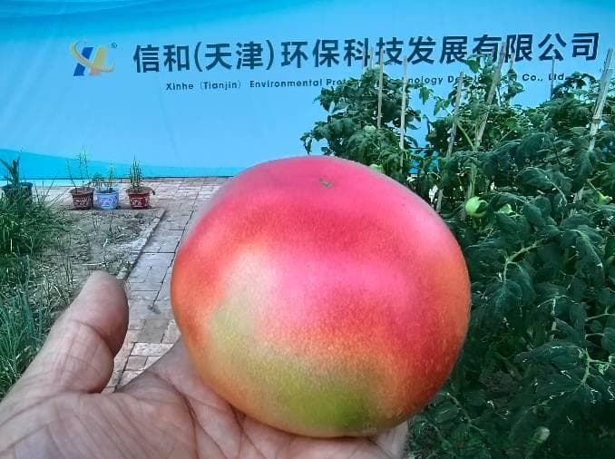 微生物有机肥：改良土壤结构，促进植物生长