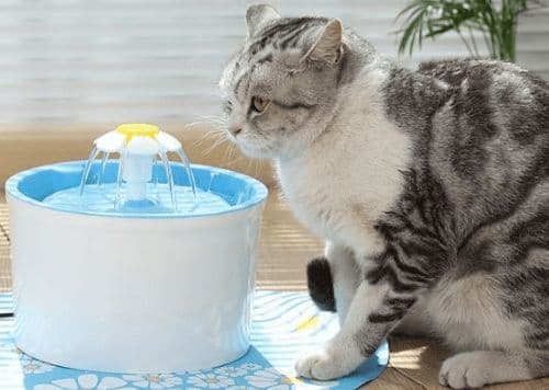 猫咪换牙口臭怎么办？刷牙+口腔清洁用品来帮忙