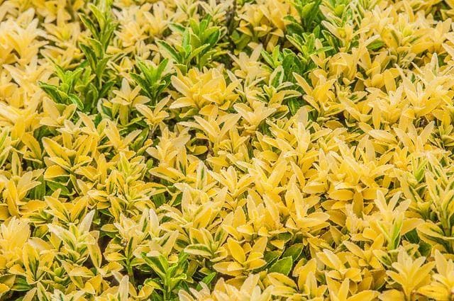 金银花是什么科的植物，金银花有哪些用途？