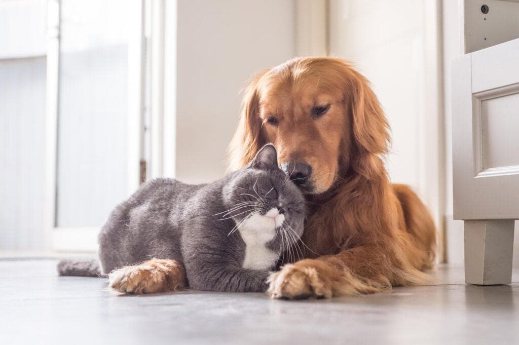 养猫还是养狗？选宠小指南
