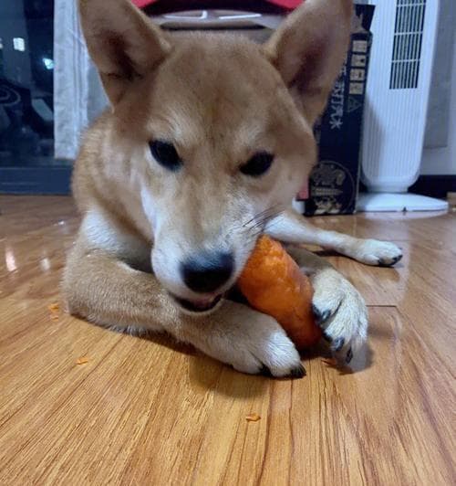 狗狗吃胡萝卜的好处和注意事项