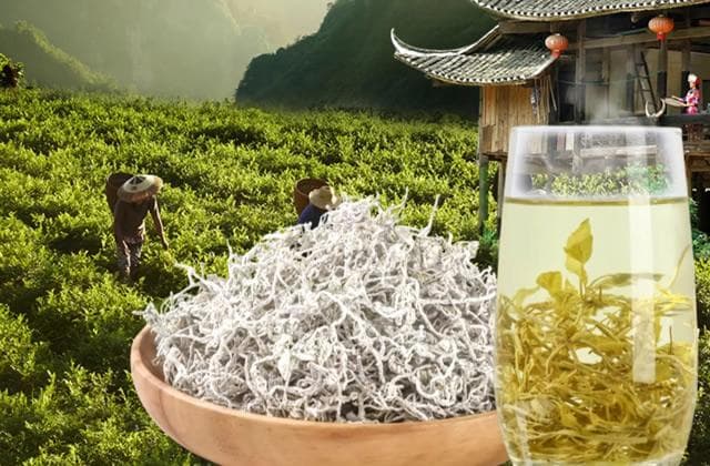 野生莓茶和种植莓茶哪个更好？详解莓茶的生长环境与种植方法