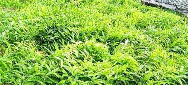 黄精最佳产地在哪里（探讨黄精产地对品质的影响）