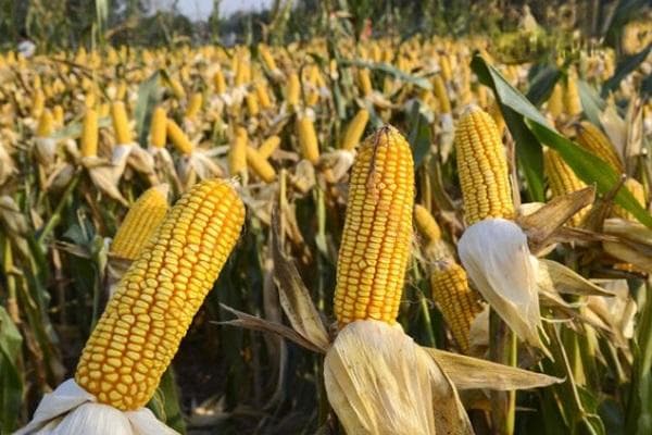 玉米一共要施几次肥料？