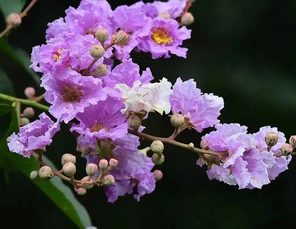 大亚湾红树林城市湿地公园：八种特色植物科普