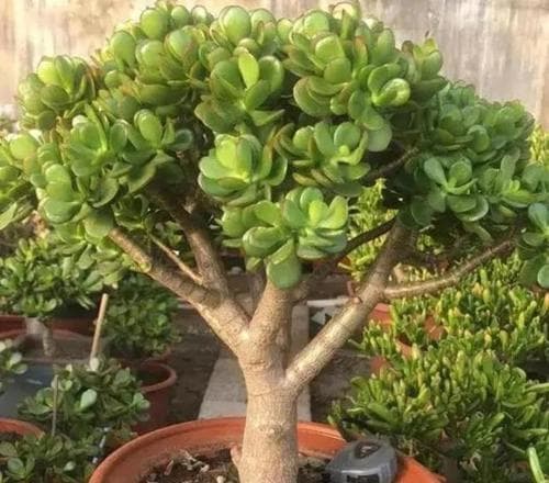 玉树的配土方法与种植土壤（如何选取适合玉树的种植土壤）