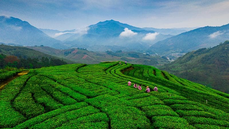 世界非遗——漳平水仙茶